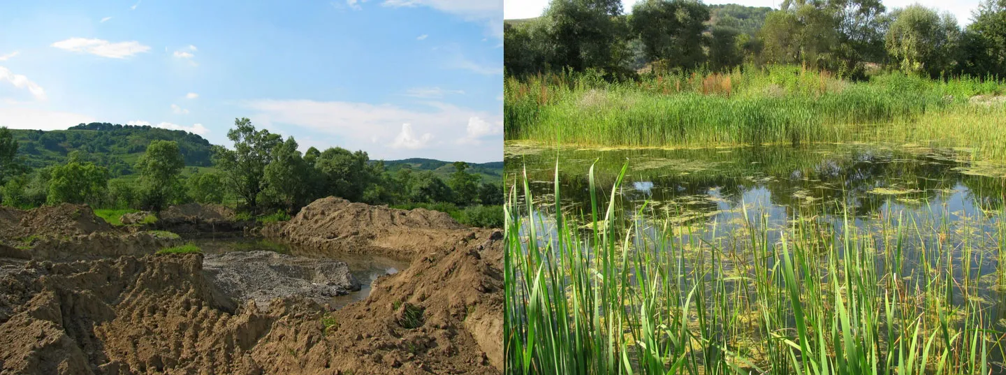 Wetland restoration.